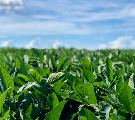 Imagem sem descrição