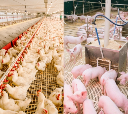 Imagem sem descrição